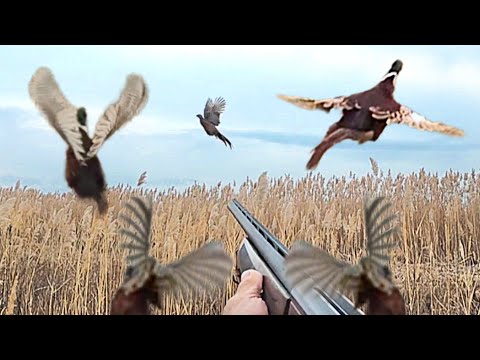 Видео: ОХОТА НА ФАЗАНА  СОБАКАМИ ПЕРВЫЙ ВЫЕЗД 🏹2025🏹