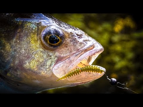 Видео: ВОТ ТЕБЯ ТО Я И ЖДАЛ 🔥 / ЛОВЛЯ ОКУНЯ ОСЕНЬЮ на СПИННИНГ