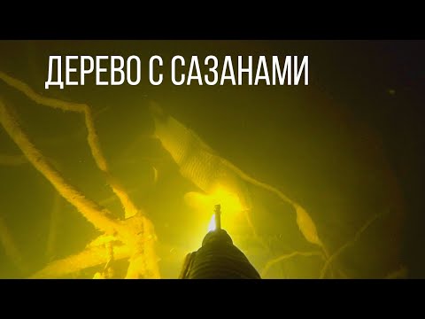 Видео: Подводная охота осенью. Затопленные деревья с сазанами.