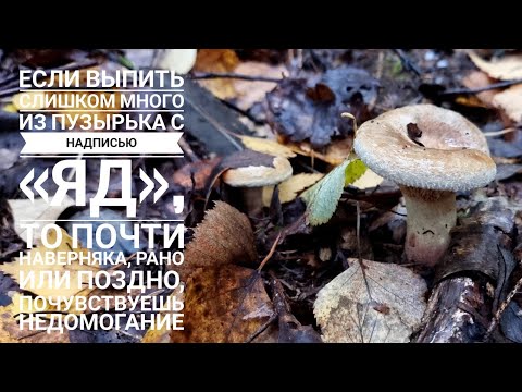 Видео: В лес на поиски триходермы и прочей жёваной древесной долбанины