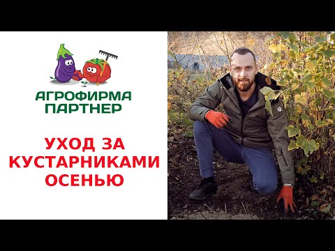 Видео: УХОД ЗА КУСТАРНИКАМИ ОСЕНЬЮ