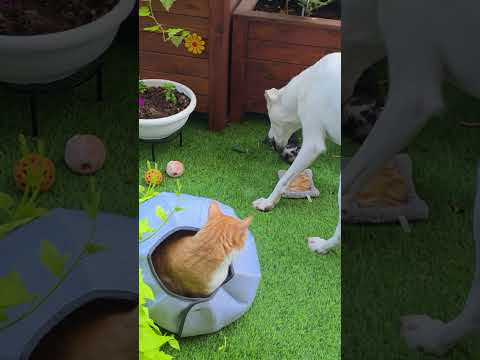 Видео: и такая дребедень целый день!
