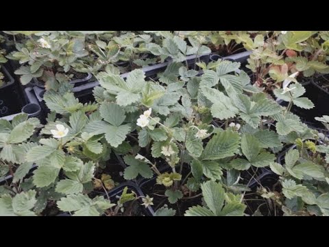 Видео: Результаты размножения земляники