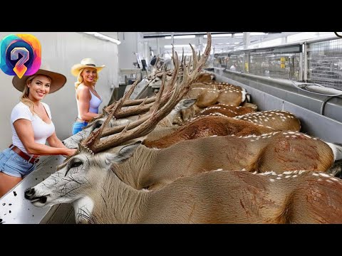 Видео: Как МИЛЛИОНЫ ОЛЕНЕЙ превращаются в ценное мясо и рога — невероятное фермерство!