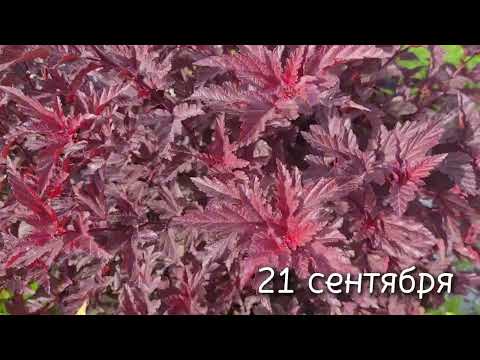 Видео: Пузыреплодник Little Angel