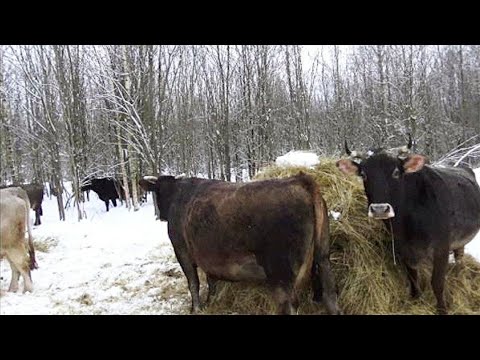 Видео: Секреты вольного, беспривязного содержания коров и КРС в целом.