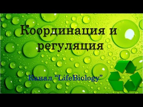 Видео: Координация и регуляция