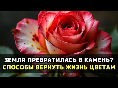 Видео: Ваши цветы погибают от земли, которую вы считаете полезной, а выход есть прямо на кухне