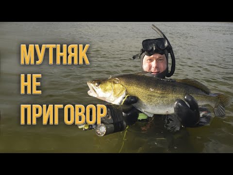 Видео: Подводная охота в реке ранней осенью. Ищем трофеи в мутняке.