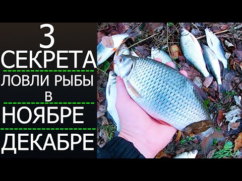 Видео: 3 СЕКРЕТА ЛОВЛИ НА ФИДЕР ПО ХОЛОДНОЙ ВОДЕ