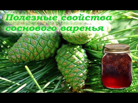 Видео: Варенье из сосновых шишек Польза и противопоказания