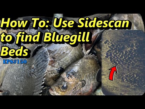 Видео: Эпизод №150 — Использование бокового сканирования для поиска зарослей синежаберных мушек и поимки...