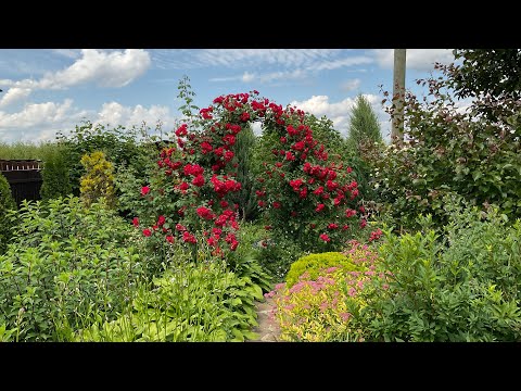 Видео: Плетистая Роза Фламентанц - цветет больше месяца!