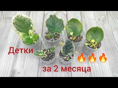 Видео: Самое быстрое появление деток фиалок!!!