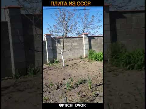 Видео: плита из ссср #shorts