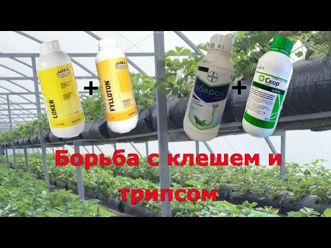 Видео: Обработка от клеща и трипса