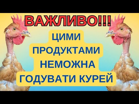 Видео: ЧИМ НЕ МОЖНА ГОДУВАТИ КУРЕЙ @kyruvgaragi