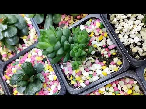 Видео: Деление и пересадка хавортий