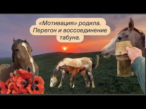 Видео: 17.04.2025 Мотивация родила кобылку.Наконец-то произошло воссоединение табуна.Все лошадки вместе!🍀✅