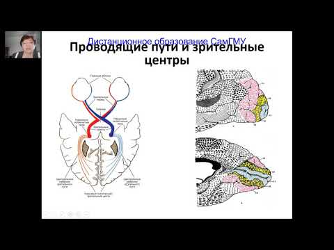 Видео: Патология глазного дна