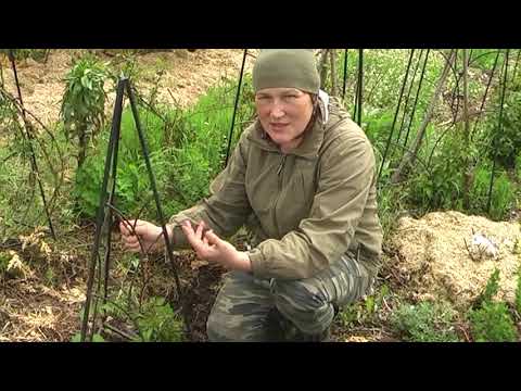 Видео: Наблюдение за природой Часть 2