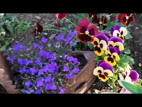 Видео: Виола Анютины глазки Красивые цветы ОСЕНЬЮ НА ДАЧЕ