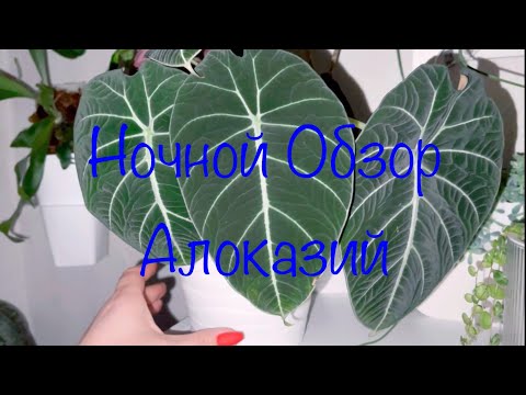 Видео: Ночной обзор Алоказий