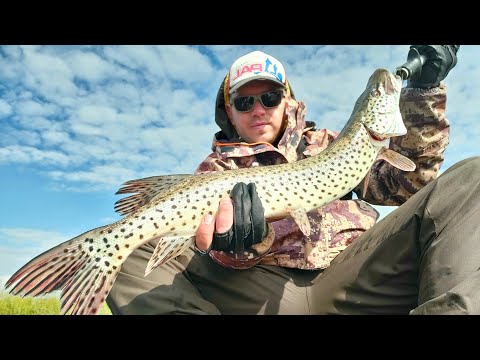 Видео: Осенняя рыбалка на Ханке.В поисках щуки.