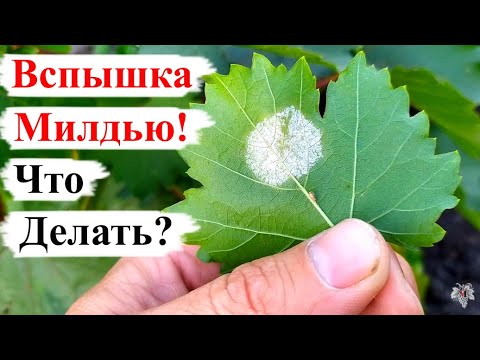 Видео: ВСПЫШКА МИЛДЬЮ! Как УСТРАНИТЬ ПОСЛЕДСТВИЯ?