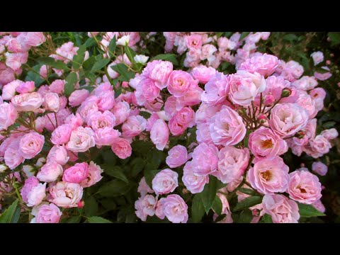 Видео: МУСКУСНЫЕ РОЗЫ. ЦВЕТУЩИЕ ФОНТАНЫ В САДУ. Musky roses. Rose Garden. Beautiful roses.