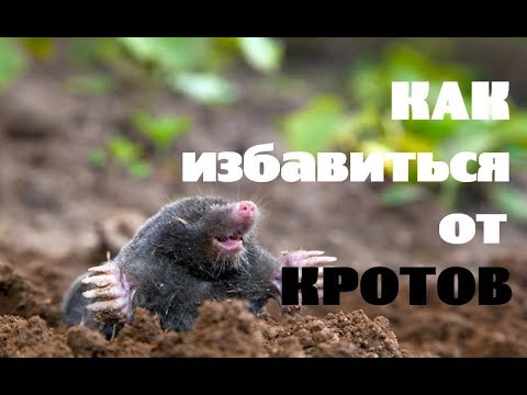 Видео: Как избавиться от кротов на участке?