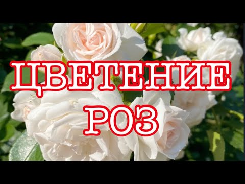 Видео: ЦВЕТЕНИЕ РОЗ. ОБРЕЗКА  РОЗ. УХОД ЗА РОЗАМИ. 2023 год