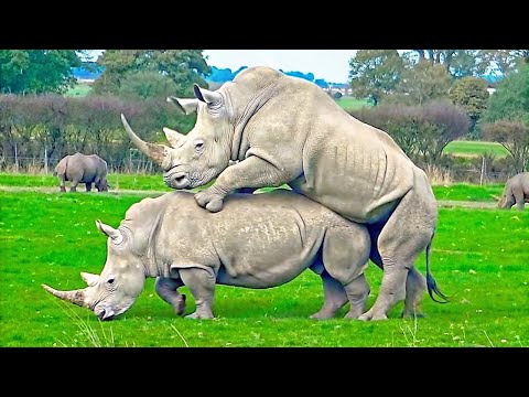 Видео: Самые Необычные Брачные Ритуалы Животных