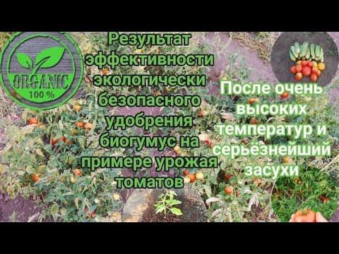 Видео: Результат урожая,после найсерзнешой засухи и высоких температур,эффективность удобрения биогумус.