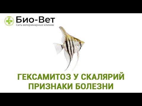 Видео: Гексамитоз У Скалярий: Признаки Болезни & Как Лечить Гексамитоз // Ветклиника Био-Вет