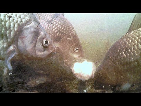 Видео: Прикормка за 3 РУБЛЯ на Карася, Карпа, Леща. Подводная съемка