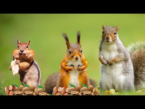 Видео: ТЕЛЕВИЗОР ДЛЯ ЖИВОТНЫХ 📺 Осенние развлечения с игривыми белками и птицами🐿️ Звуки лесных птиц🦜