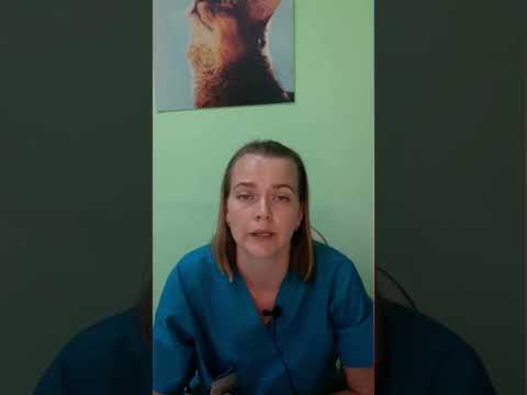 Видео: Собаки тоже плачут