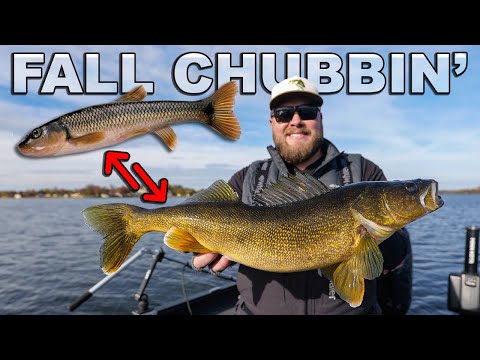 Видео: Линди-оснастка для ловли судака осенью