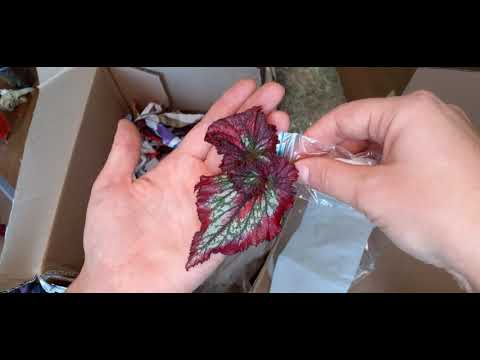 Видео: Распаковка посылки с бегониями