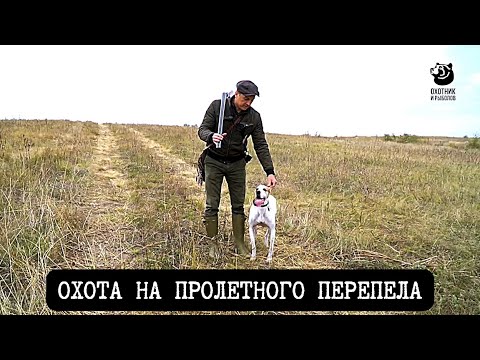 Видео: Охота на пролетного перепела // Спутники охотника // Серия 1