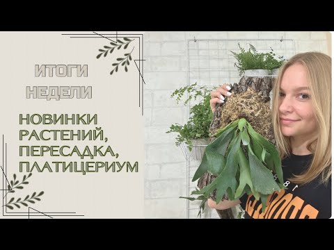 Видео: ИТОГИ НЕДЕЛИ || НОВИНКИ РАСТЕНИЙ || ПЛАТИЦЕРИУМ НА КОРЕ