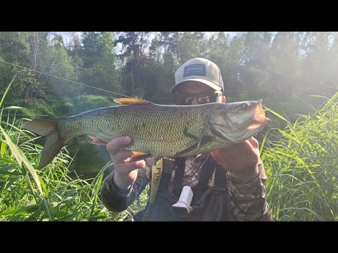 Видео: Нашел стаю жереха! Щука на перекатах!