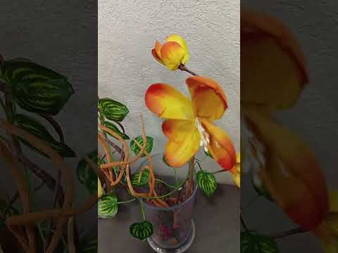 Видео: Айдай сулуу айымдар келиниздер#бугун#ютуб#бакыт#таанышуу#trending 