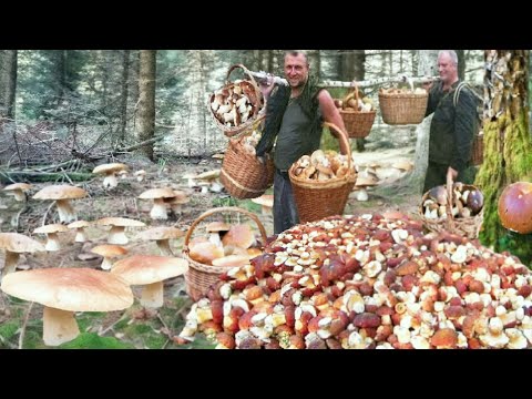 Видео: Грибы 2025 ШОКИРУЮТ ОГРОМНЫЕ ШАПКИ В ЛЕСАХ! СЕГОДНЯ ПОЛНЫЕ КОРЗИНЫ! Боровики ГРИБОВ 🌕 СБОР ГРИБОВ