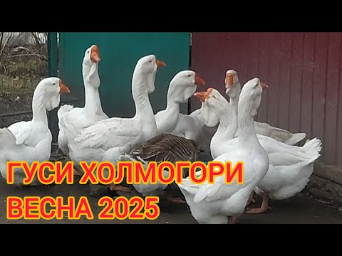 Видео: ПРОГУЛЯНКА ГУСЕЙ ХОЛМОГОРІВ