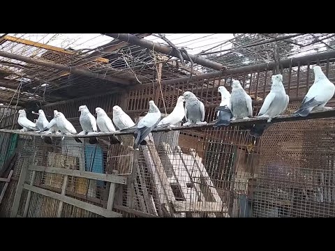 Видео: Бойные голуби, в гостях у Моссо 09.01.20 Грузия, Тбилиси. Roller pigeons