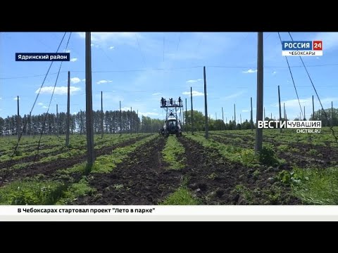 Видео: В Чувашии площади под хмель хотят увеличить до 1000 гектаров