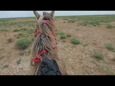 Видео: Әссәләму әләйкум қалайсыздар Қазақ елі    былтырғы видио