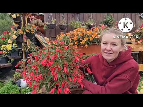 Видео: КОГДА и как убирать БЕГОНИИ с улицы в помещение, советы и опыт Ани